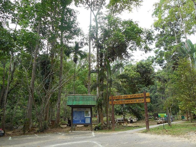 destinasi hutan wisata